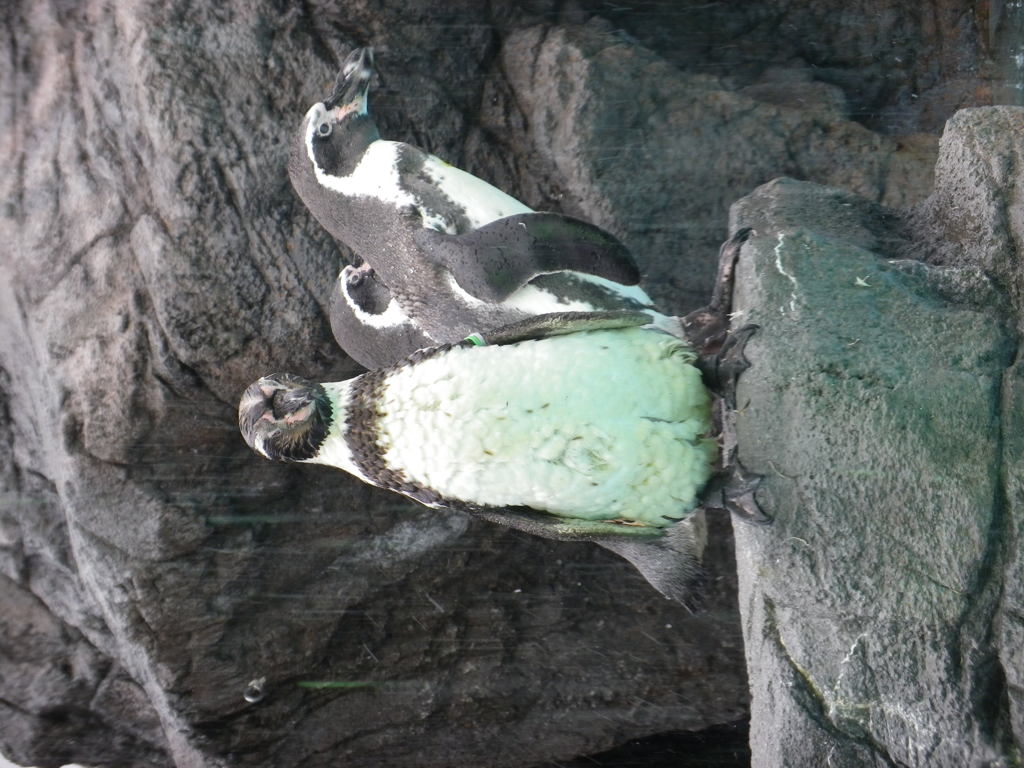 IMGP0533
