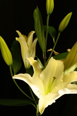 百合