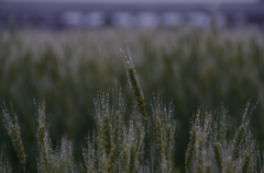朝露の麦畑