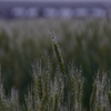 朝露の麦畑