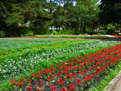 各務原市民公園のお花畑