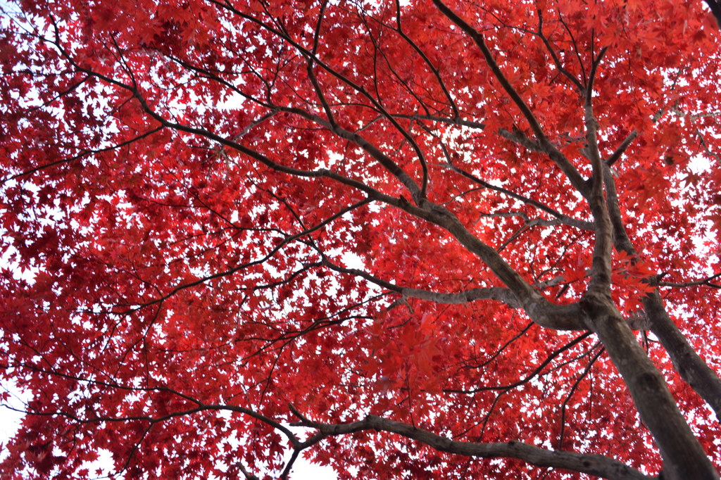 真っ赤な秋。