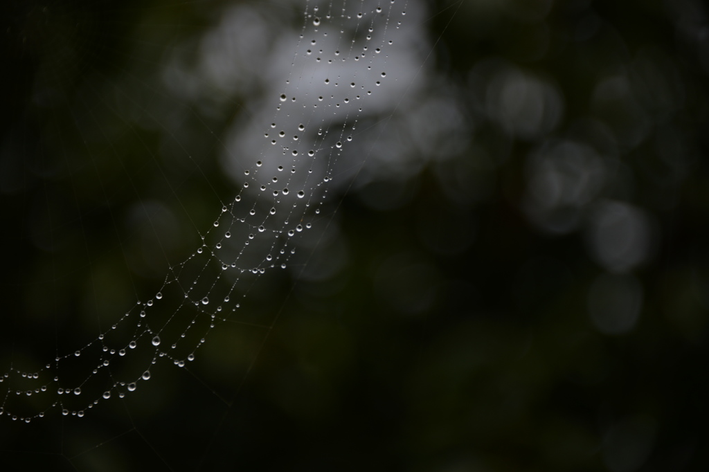 雨粒のジュエリー。