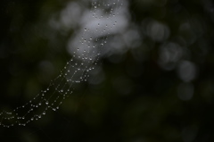 雨粒のジュエリー。