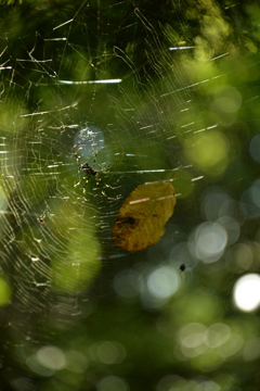 蜘蛛の巣にも秋。