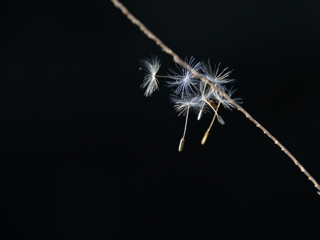 ちいさなサーカス。