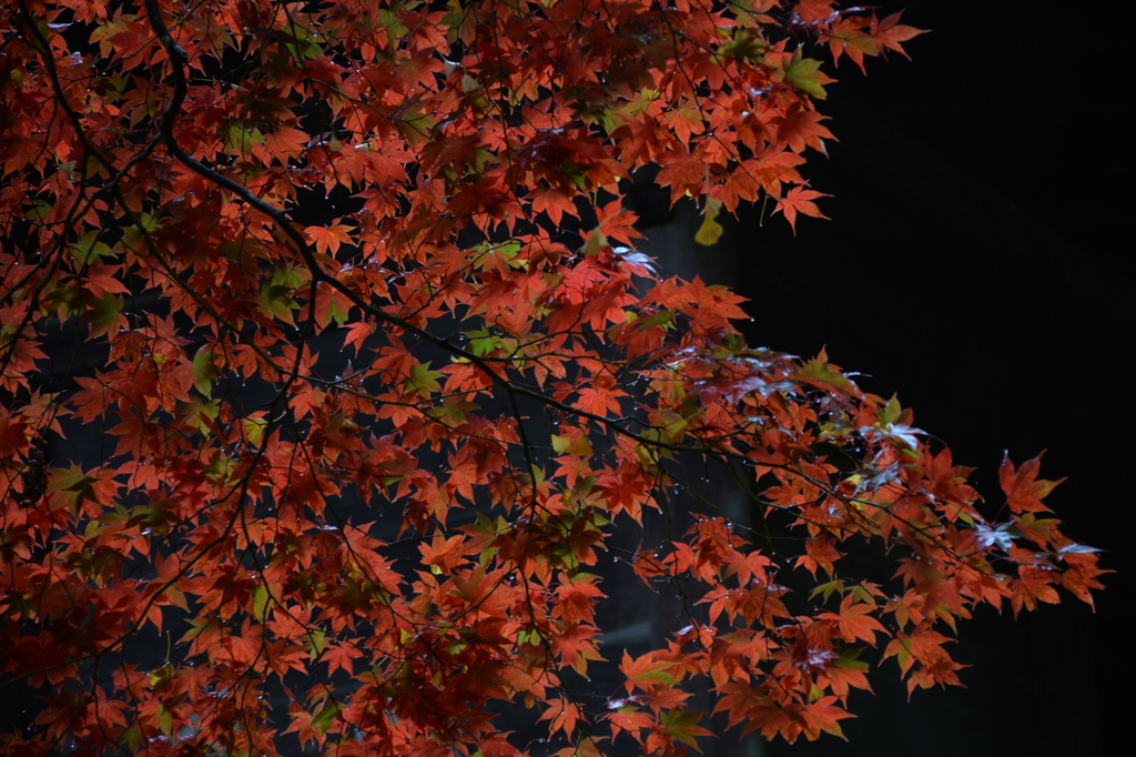 秋雨の昼下がり。