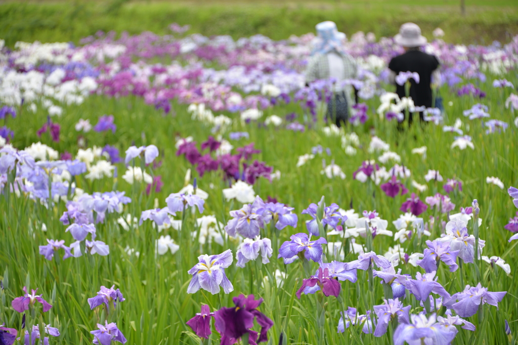 おしゃべりにも咲く花。