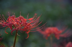 紅の花。