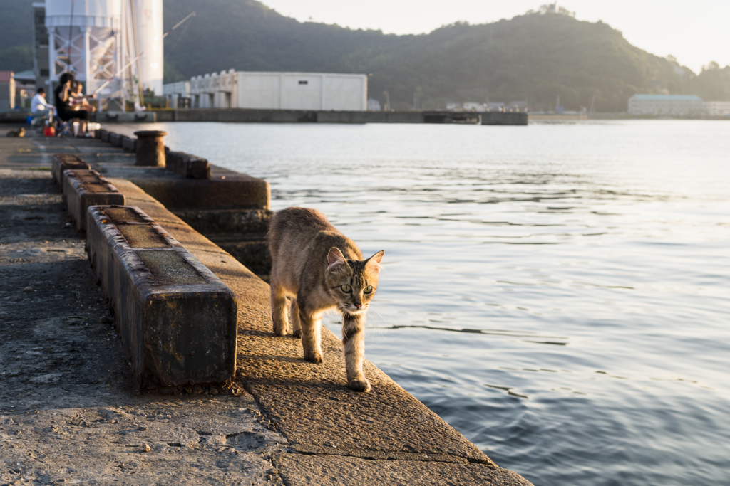 猫専用レーン