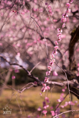 3月花②