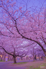 桜並木