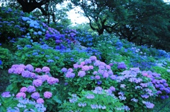 紫陽花