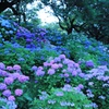 紫陽花