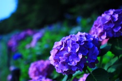 紫陽花