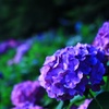 紫陽花