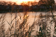 夕日とすすき