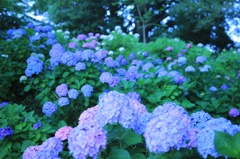 紫陽花