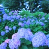 紫陽花