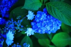 紫陽花