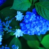 紫陽花