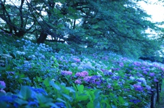紫陽花