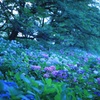 紫陽花