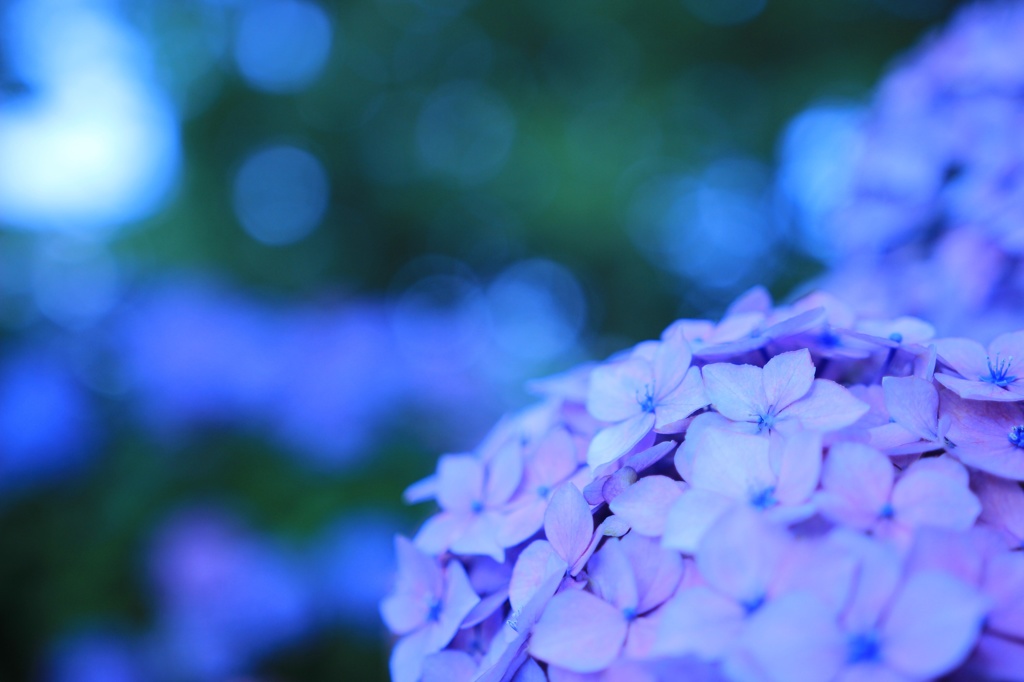 紫陽花