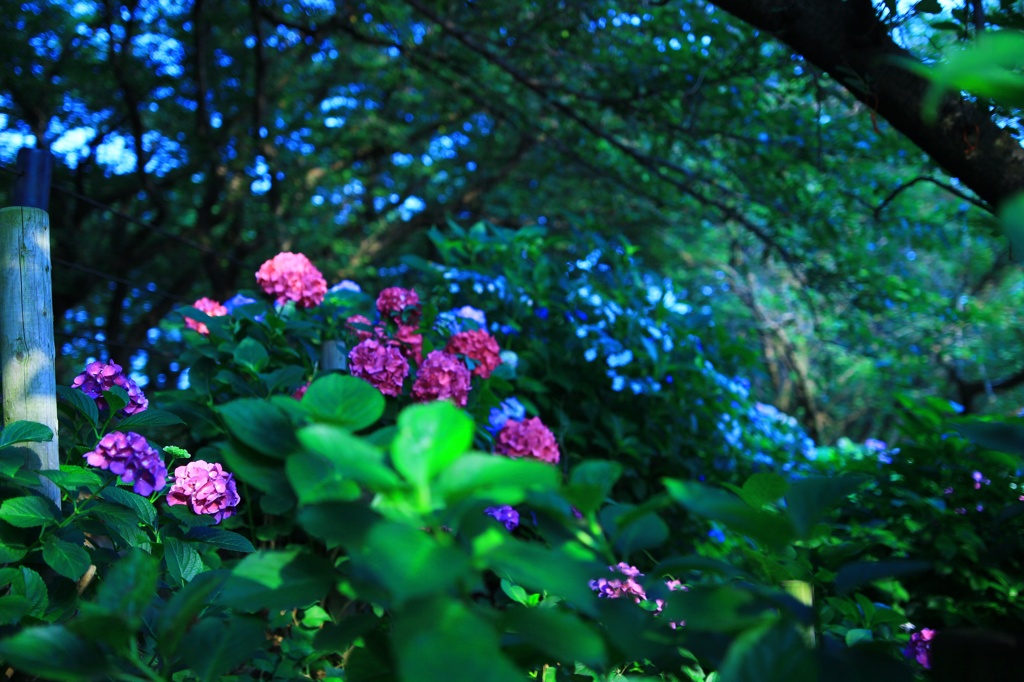紫陽花