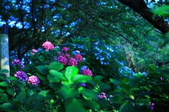 紫陽花