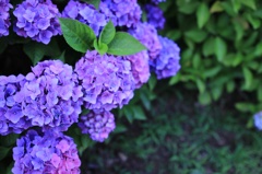 紫陽花