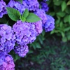 紫陽花
