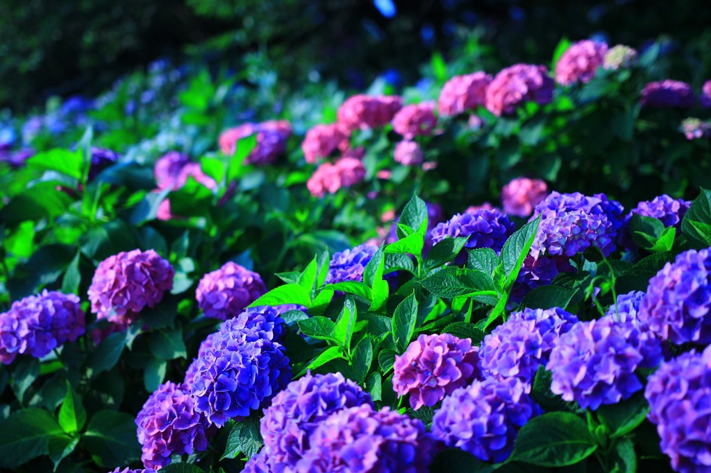 紫陽花