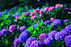 紫陽花