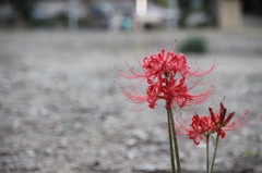 彼岸花