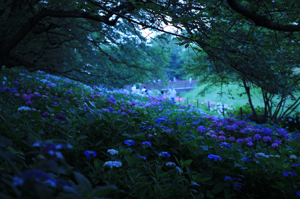 紫陽花