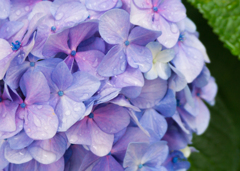 雨つぶ紫陽花