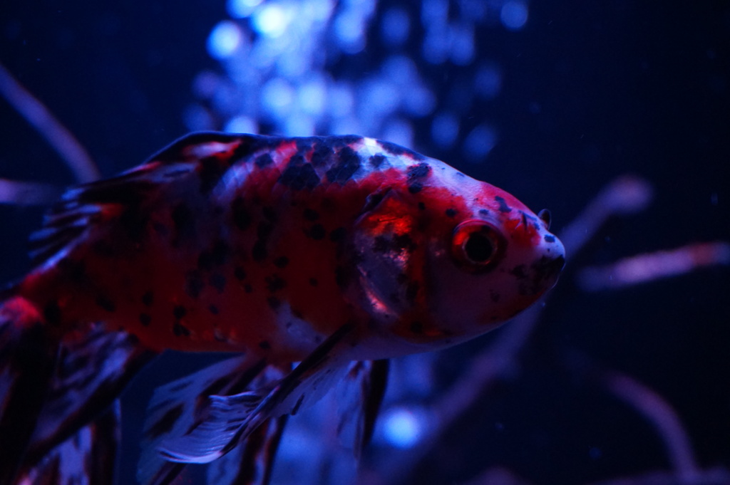 紺碧を泳ぐ金魚