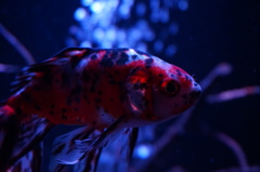 紺碧を泳ぐ金魚