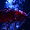 紺碧を泳ぐ金魚