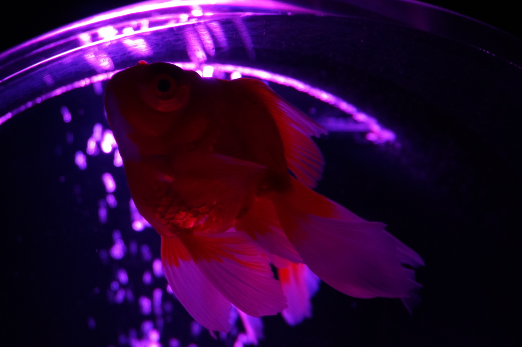 蘇芳色の金魚