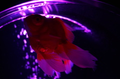 蘇芳色の金魚