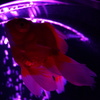 蘇芳色の金魚