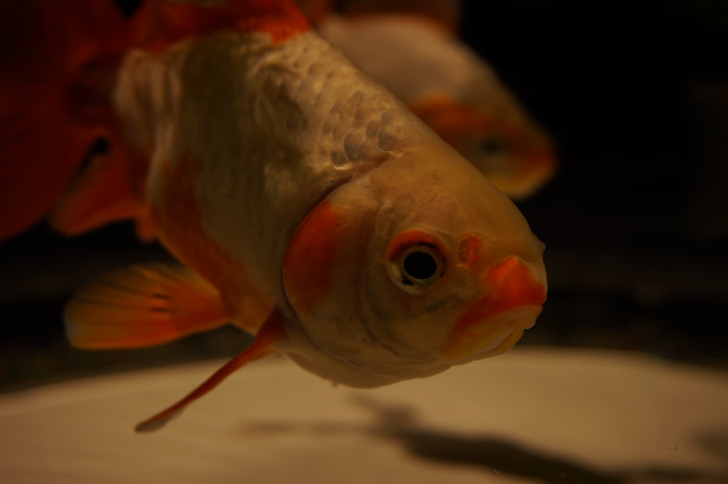 凛々しい金魚