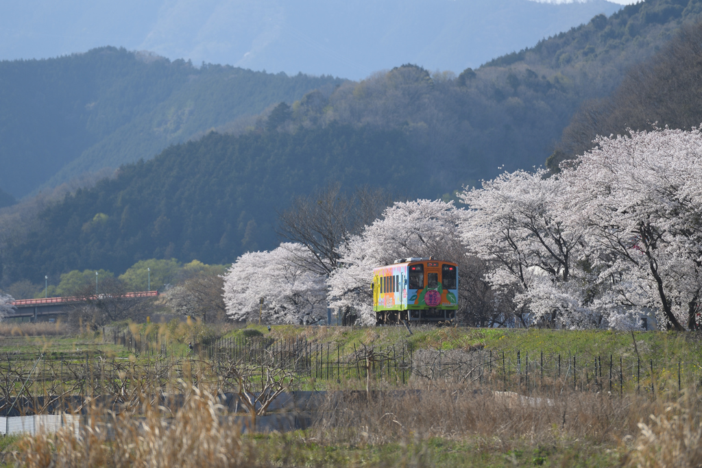樽見鉄道の春２