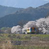 樽見鉄道の春２