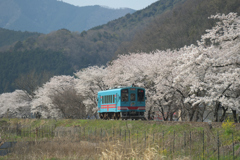 樽見鉄道の春