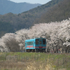 樽見鉄道の春