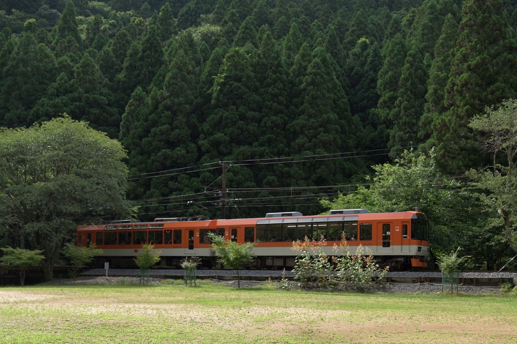 緑の木々の中を