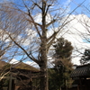 木